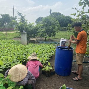 Sử dụng đạm cá cô đặc cho vườn chuối mô