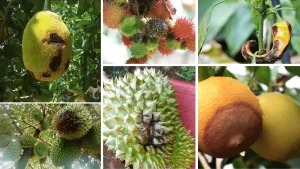 Bệnh phytophthora